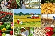 Tái cơ cấu ngành Nông nghiệp tỉnh - Kỳ I: Sự cần thiết tái cơ cấu